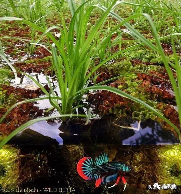 泰国斗鱼和中国斗鱼的杂交品种,中国斗鱼与泰国斗鱼哪个更厉害