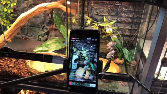 东北老铁卖车,东北老铁卖活猪