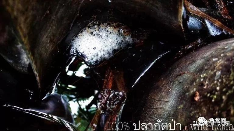 泰国斗鱼和中国斗鱼的杂交品种,中国斗鱼与泰国斗鱼哪个更厉害