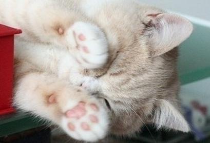 是不是有的猫不会踩奶啊,一般会踩奶的猫都是小猫吗