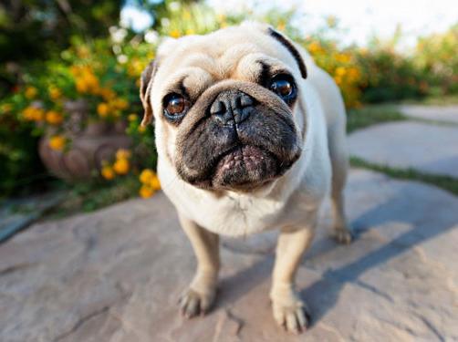 怎么挑选温顺的巴哥,怎么挑选一只巴哥狗狗