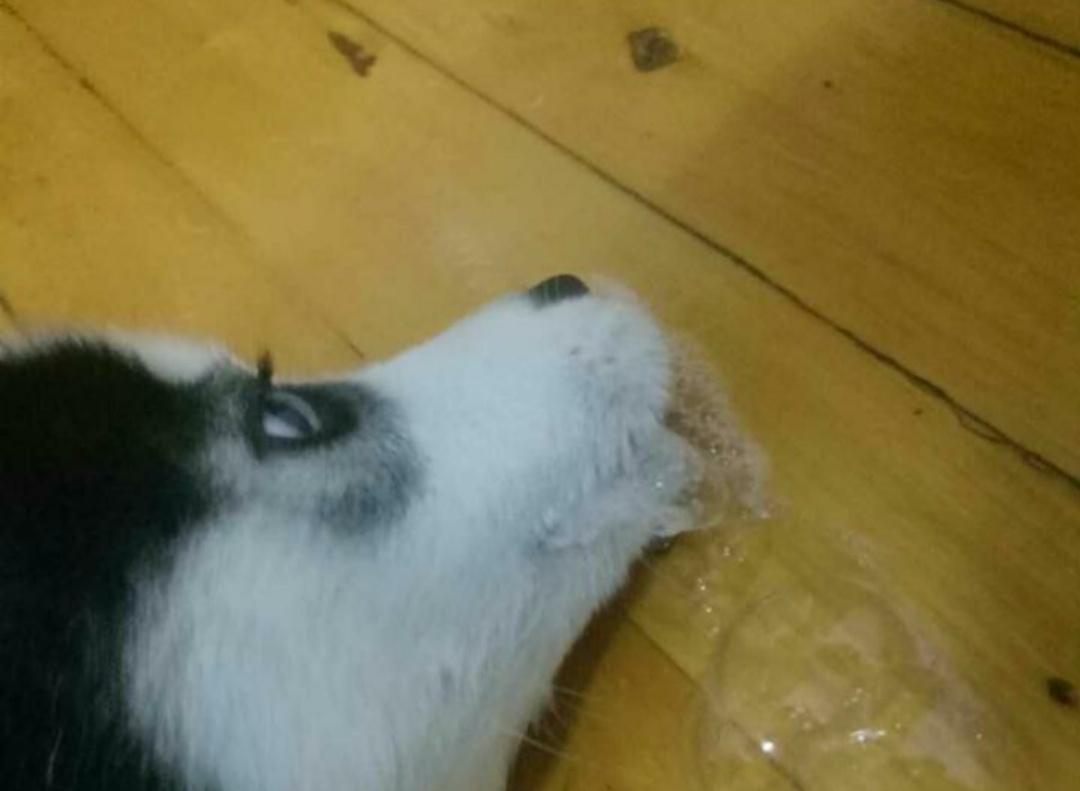 狗狗头受伤怎么处理,狗狗伤到头部有办法治疗吗