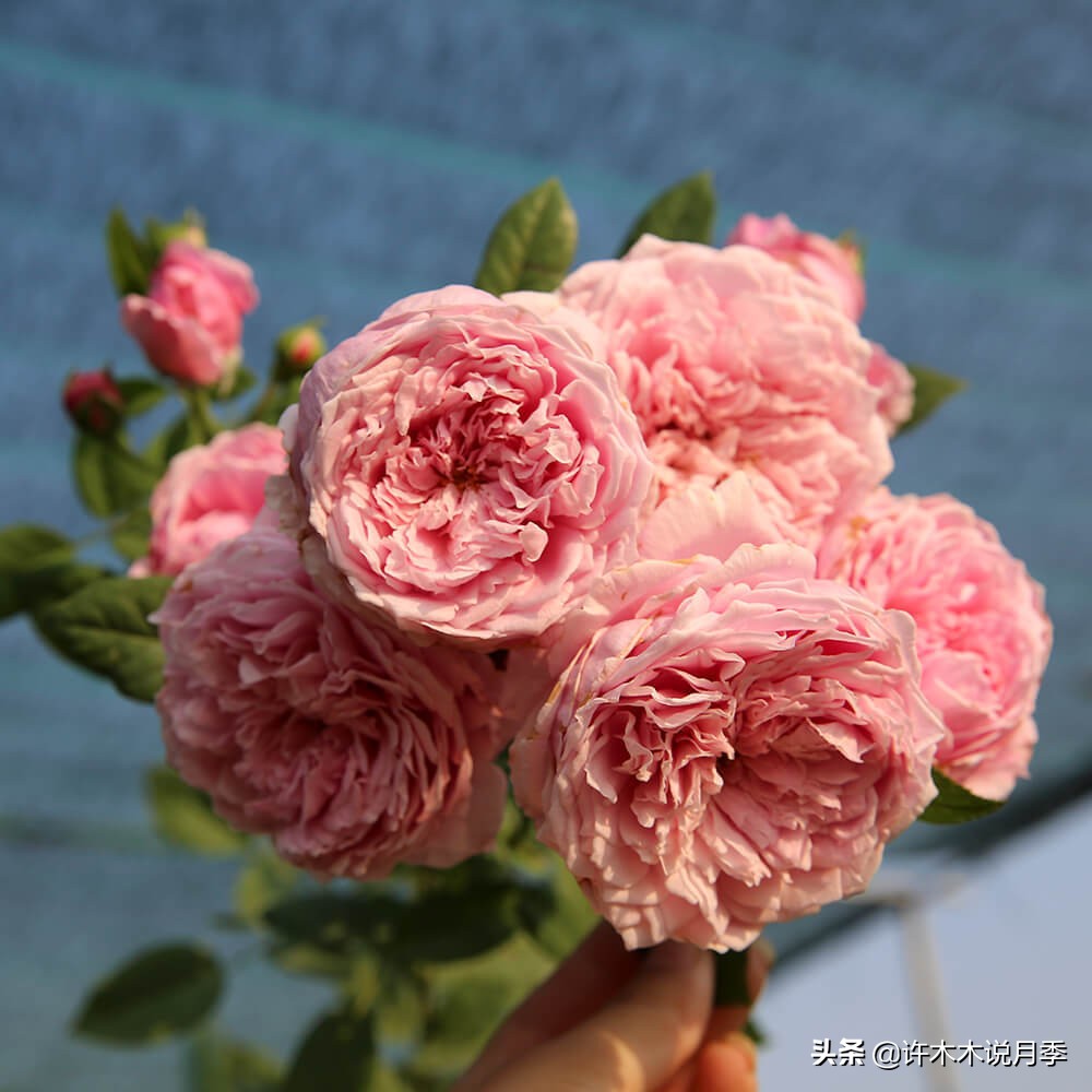 月季生病了用什么药效果好,月季可以打什么药预防