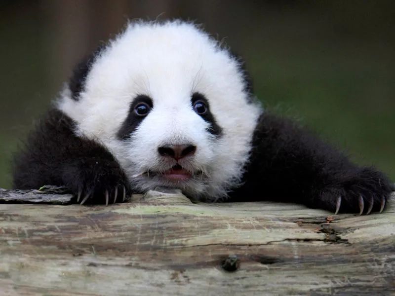 2023年熊猫夏令营,2019熊猫夏令营