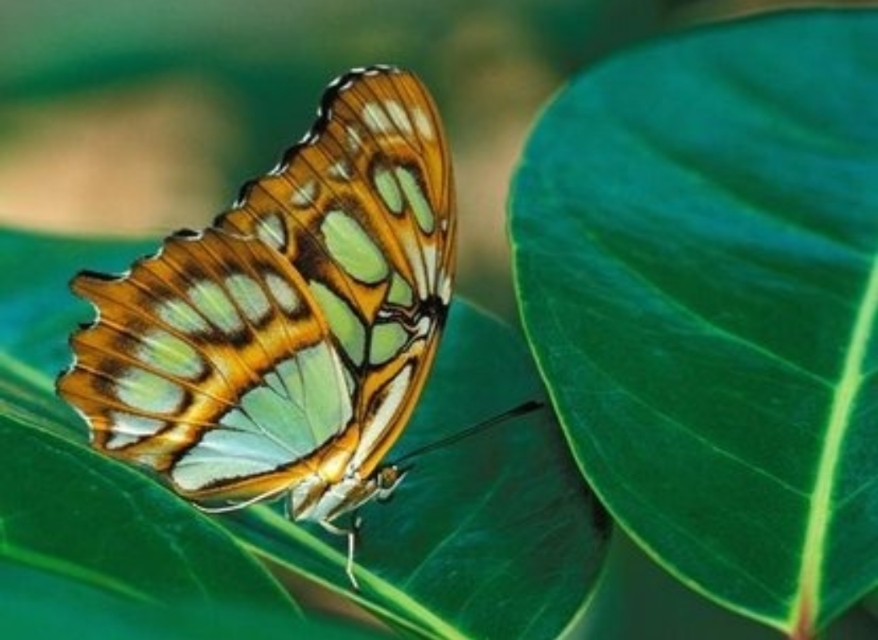 亚马逊蝴蝶扇动翅膀引发海啸图片,亚马逊那只蝴蝶是怎样引起海啸的