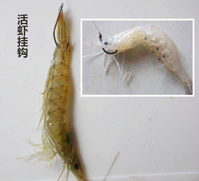 矶钓鱼饵挂钩,海钓矶钓用什么鱼饵视频