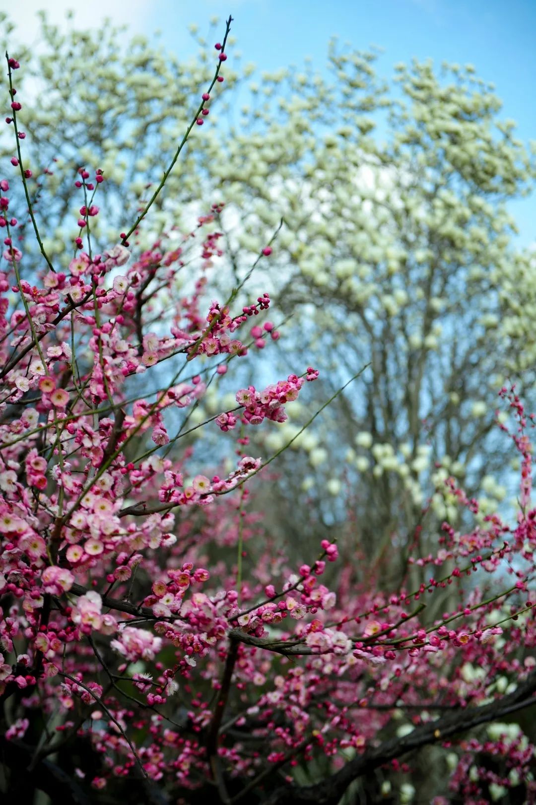 济南3月免费赏花攻略,花都开了济南周边赏花攻略收好