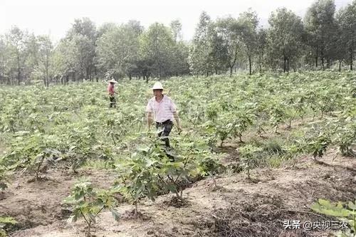 无花果相关知识,无花果的秘密图文结合
