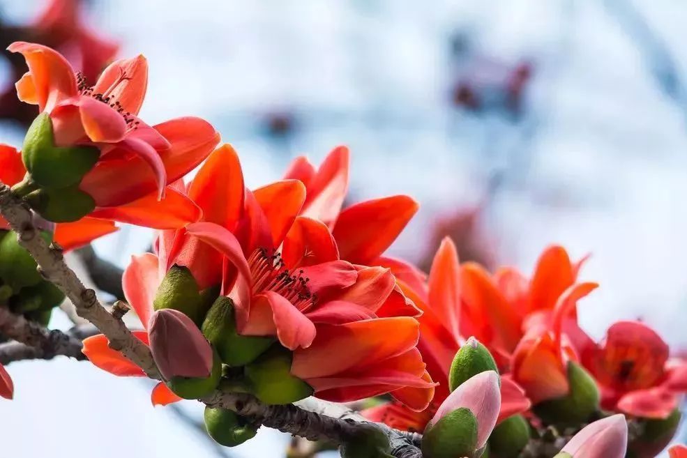 看到花的时候,不知是什么花?那就收下这份百花图谱