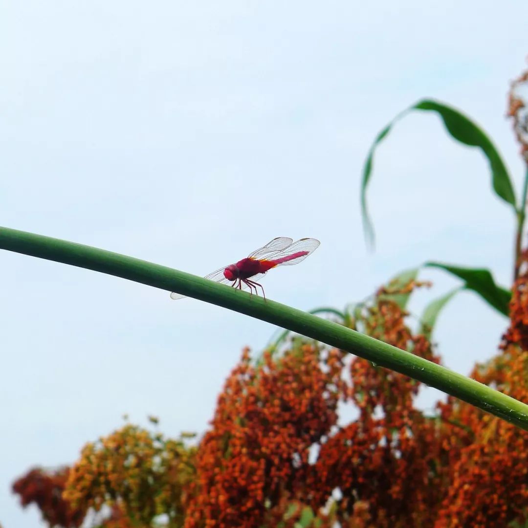泸州老窖有机高粱种植基地,泸州老窖高粱种植基地