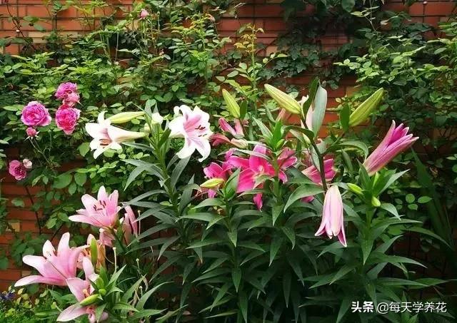 懒人养花营养土配方,路边捡的营养土