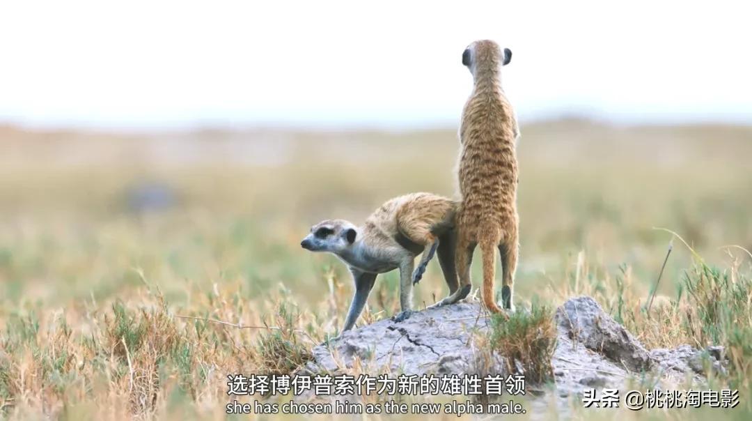 bbc纪录片最值得看的,bbc神级纪录片豆瓣评分超9