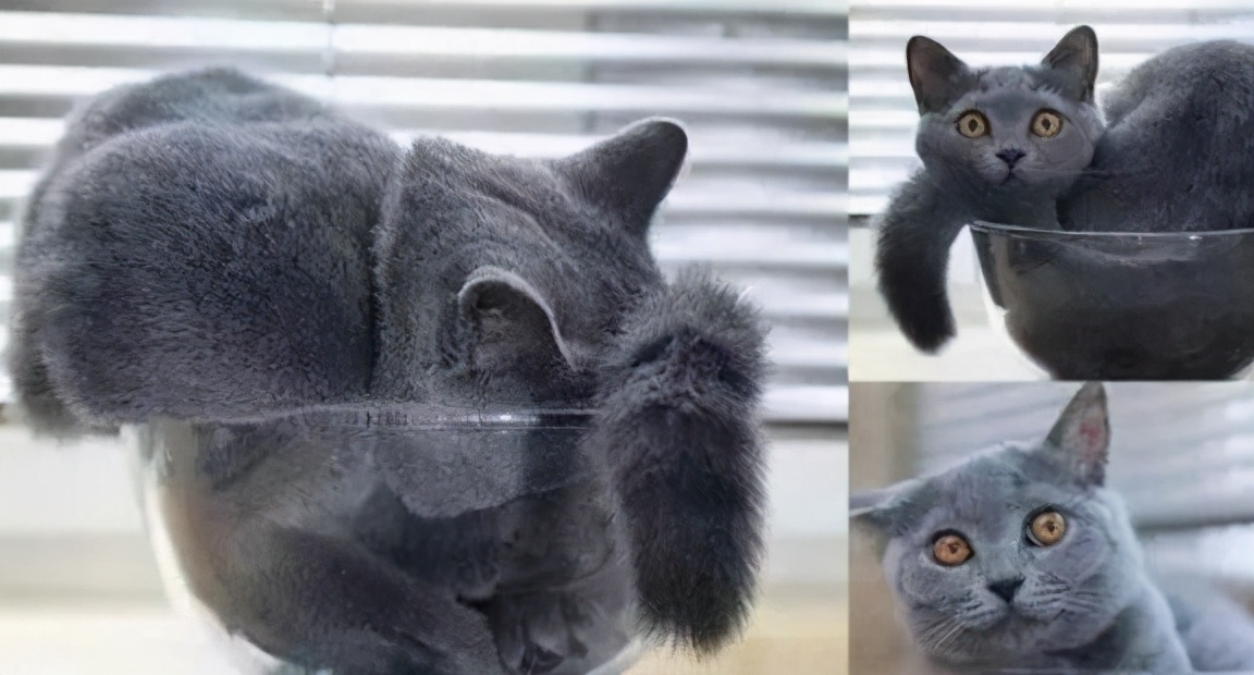 液体猫和橘猫,橘猫是液体猫吗