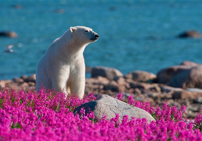 北极熊在花海中嬉戏?冰天雪地的极北之地,竟有如此景象