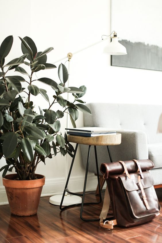 室内除甲醛最好的植被,室内植被存活率高的有哪些