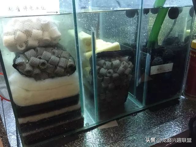 垃圾桶旁边的四方鱼缸,捡回去养了一缸金鱼,别说还挺不错