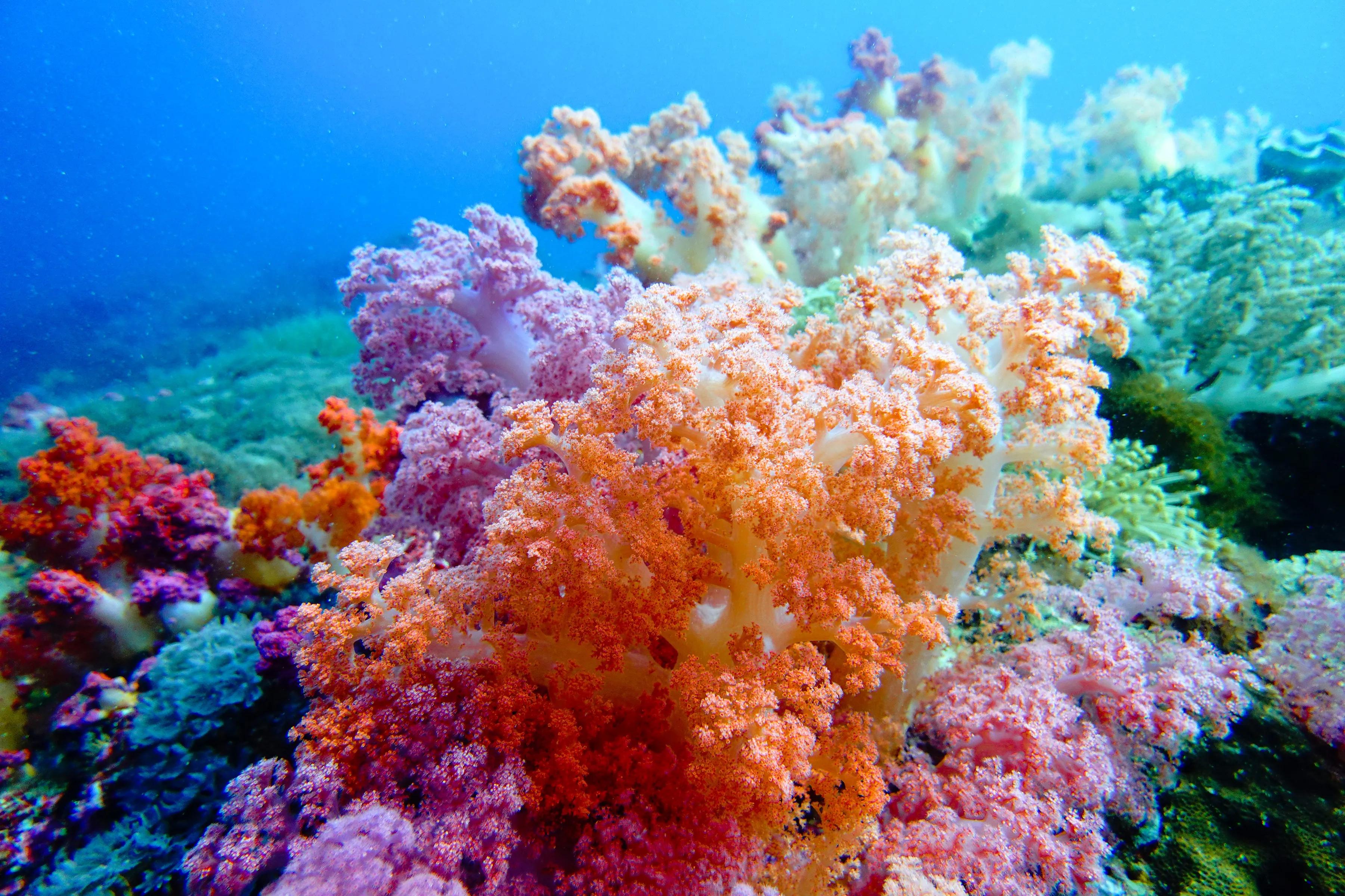 软珊瑚贵吗,软珊瑚红粉