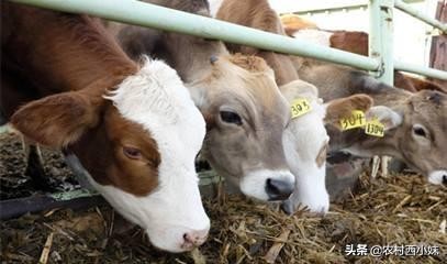 牛便血的防治方法,牛便血怎么防治