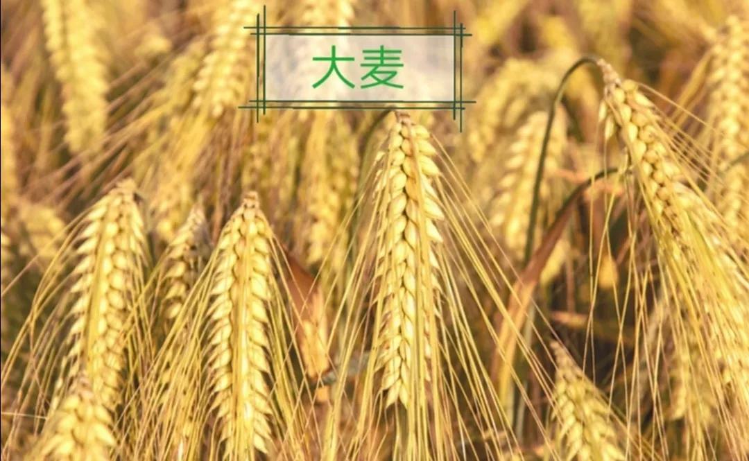 古代粮食文学常识,语文古代常识大全书