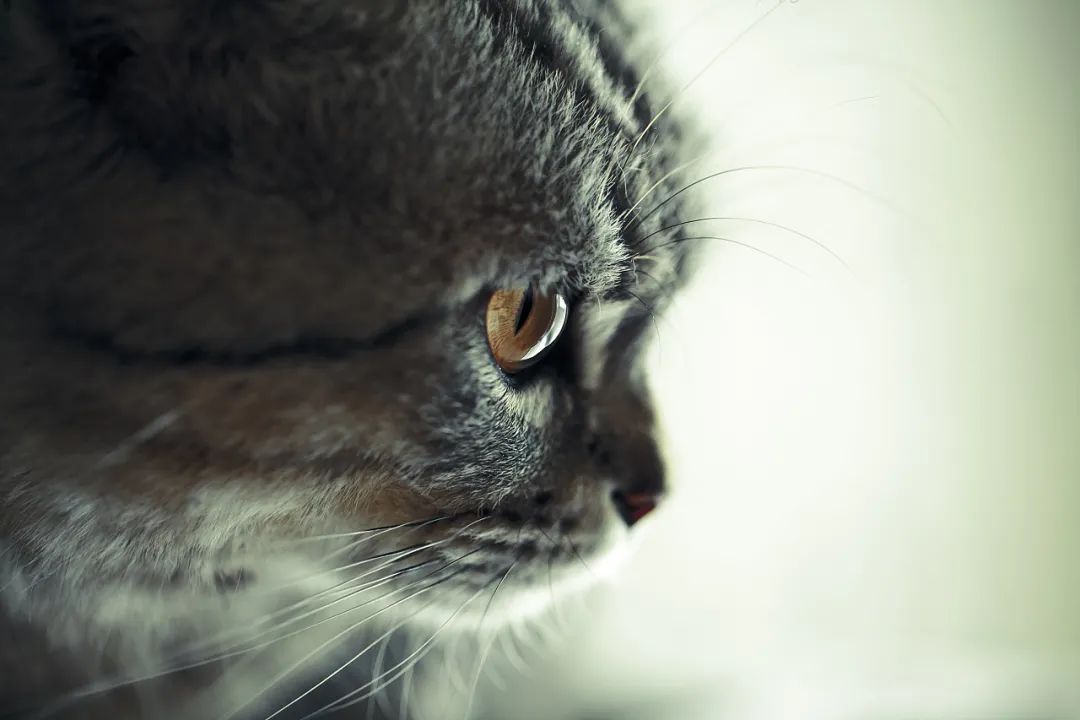 母猫分娩可能遇到的危险,猫产房猫咪怀孕待产