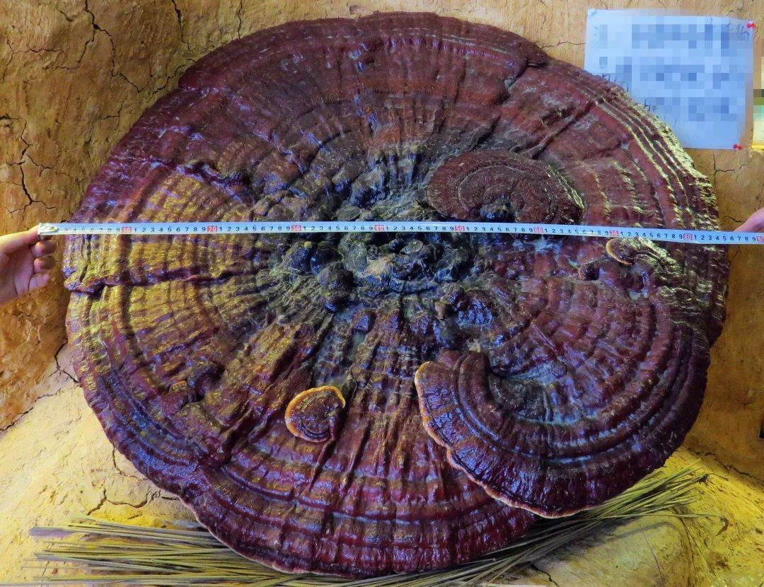 灵芝为什么能被叫做仙草呢,千年灵芝仙草