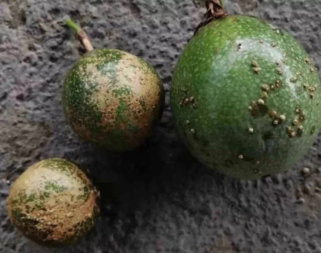 百香果黑斑病害图片,百香果下雨后病害图片视频