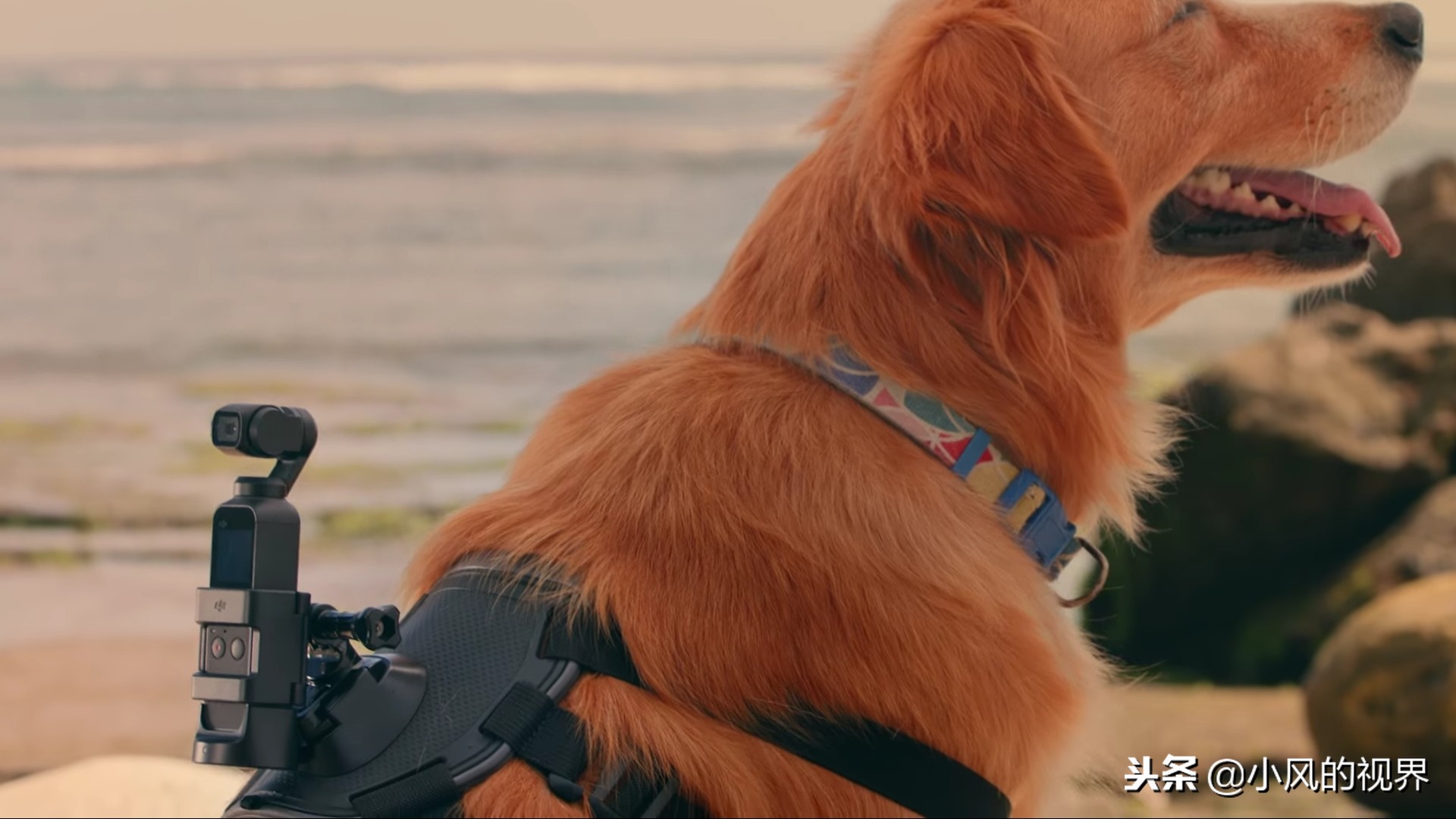 大疆云台口袋相机最新发布,大疆gopro最新