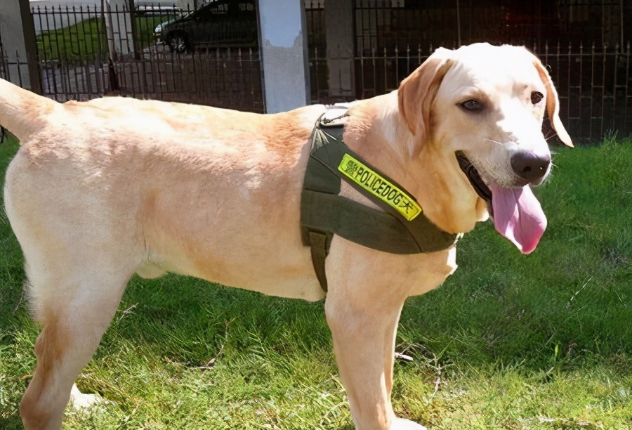 拉布拉多养狗注意事项和禁忌,拉布拉多幼犬不建议散养