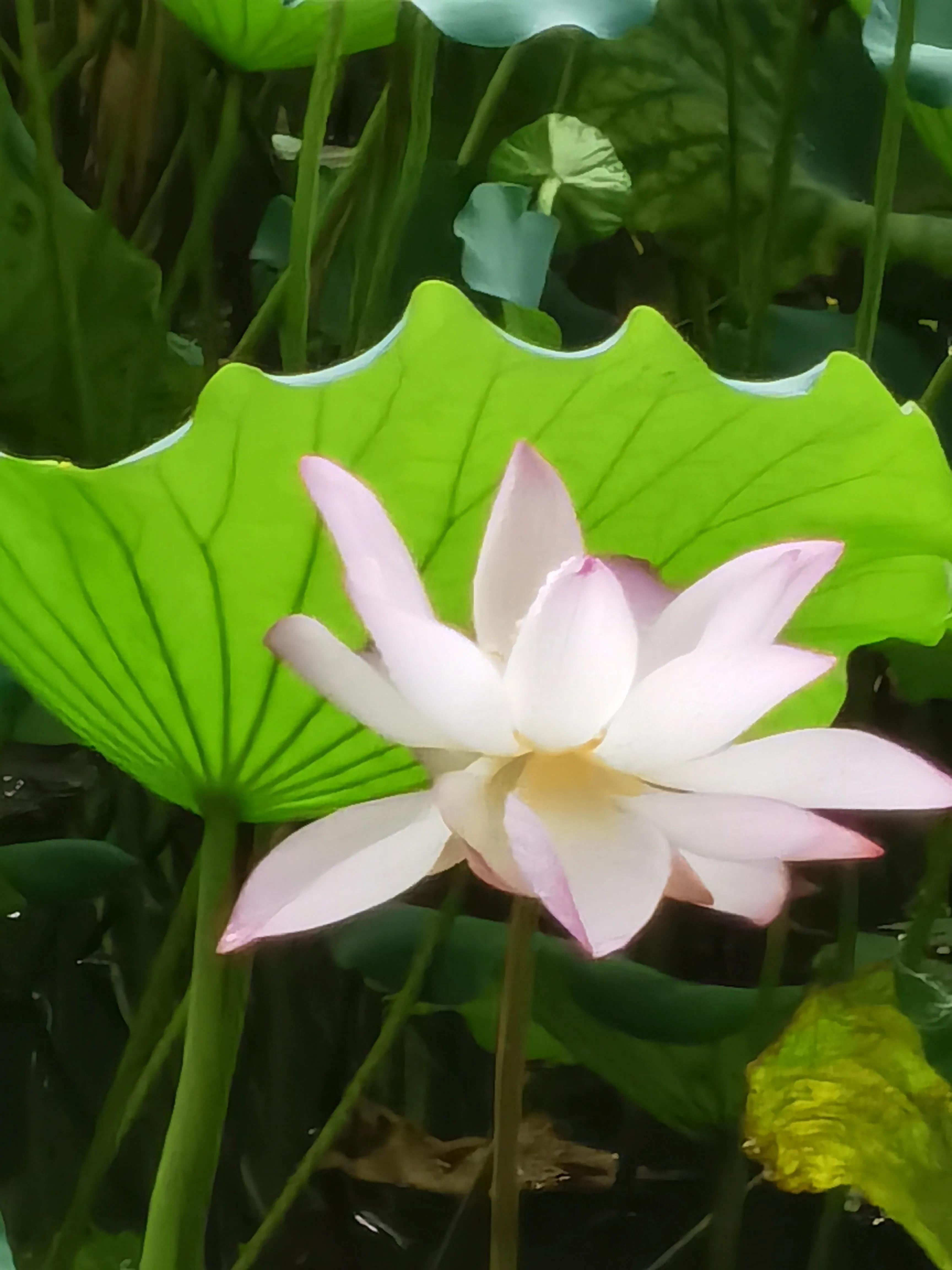 庭园风水禁忌大全图,庭院种芭蕉风水讲究