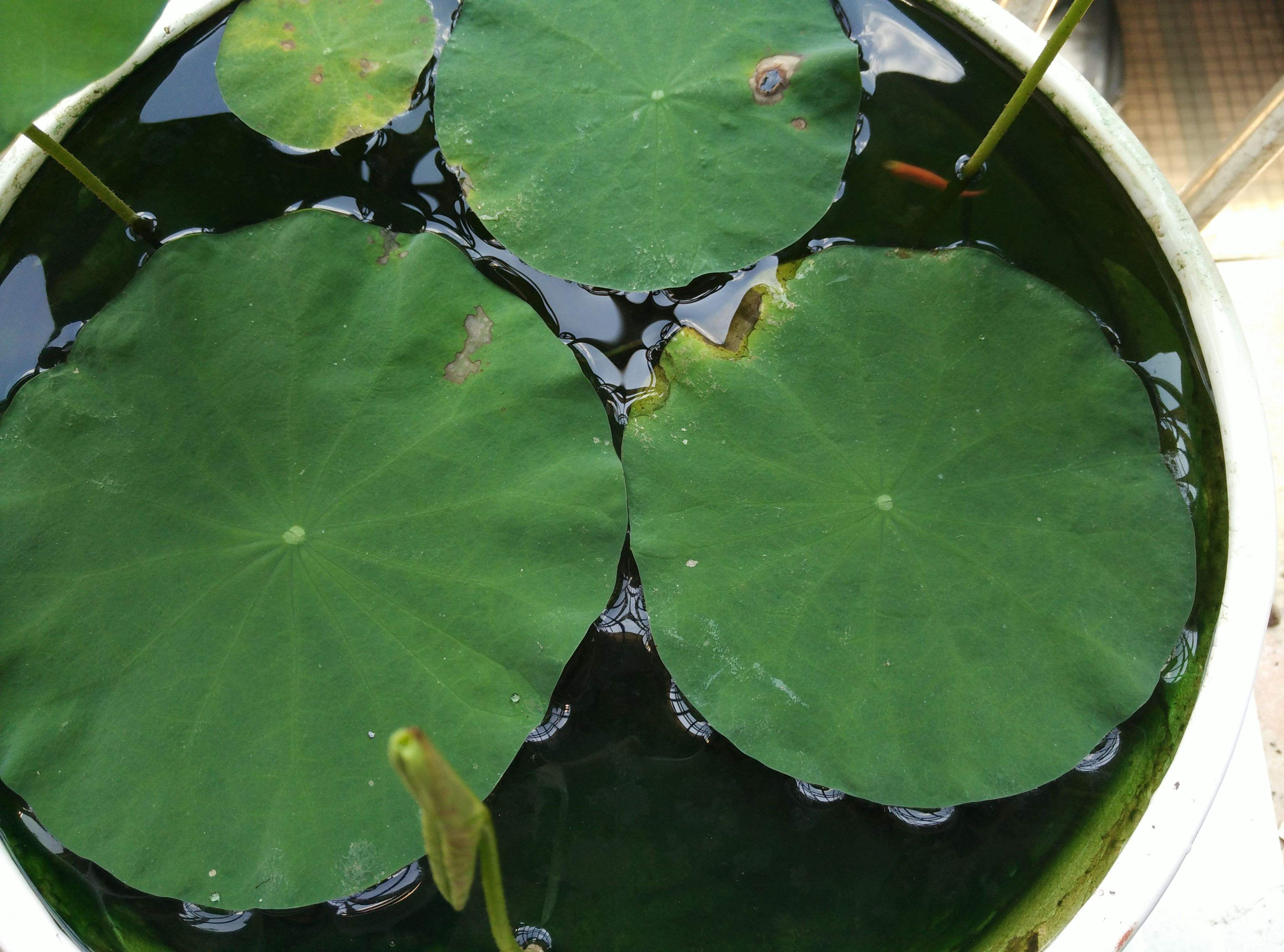 碗莲移栽最佳时间和方法,碗莲移栽叶子发黄怎么办