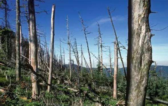 养兰花最后用什么植料,兰花根系最好养的方法