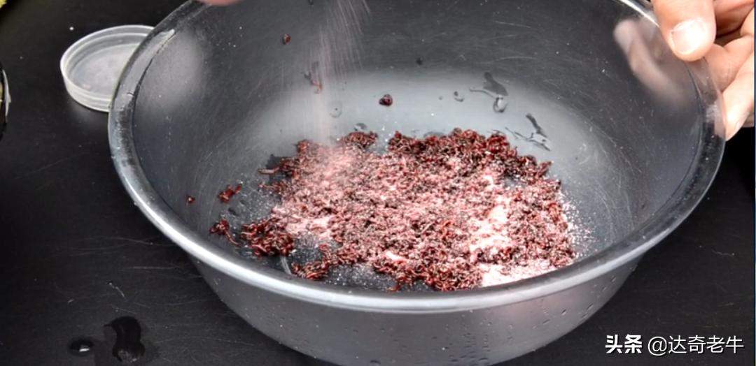 自制红虫蚯蚓拉饵视频,自制红虫伴侣