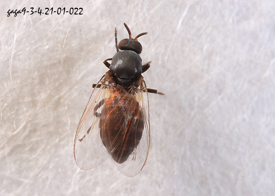 黑蝇是什么意思,黑蝇病