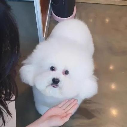 大势爱豆韩国综艺节目,养猪吴世勋