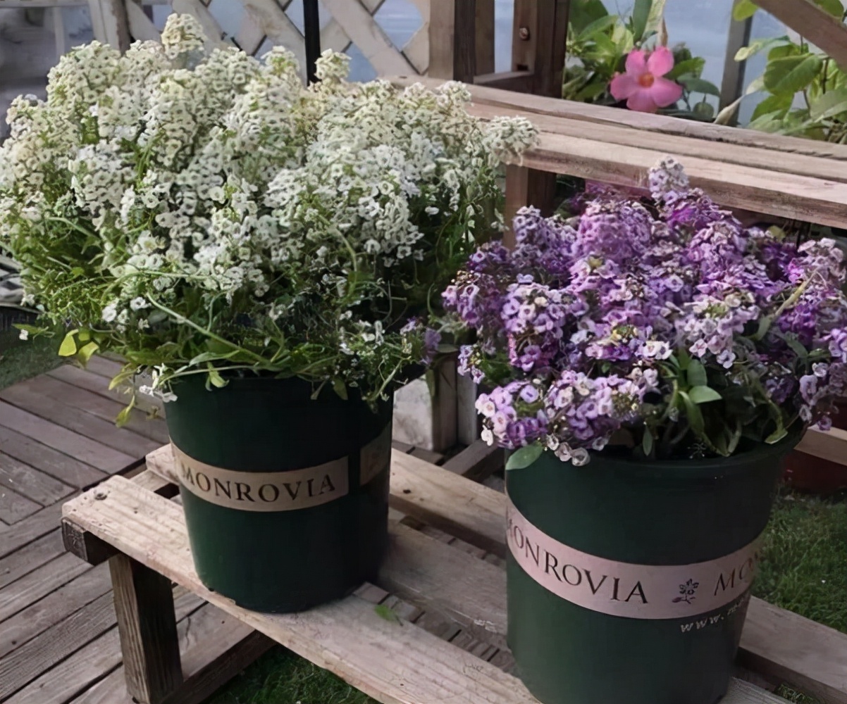 什么香水花最香最好养,好闻好养适合在卧室养的香水花