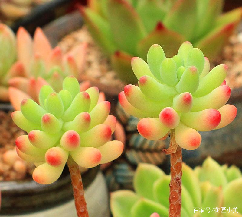 养花是个坑顺口溜,养花入的坑