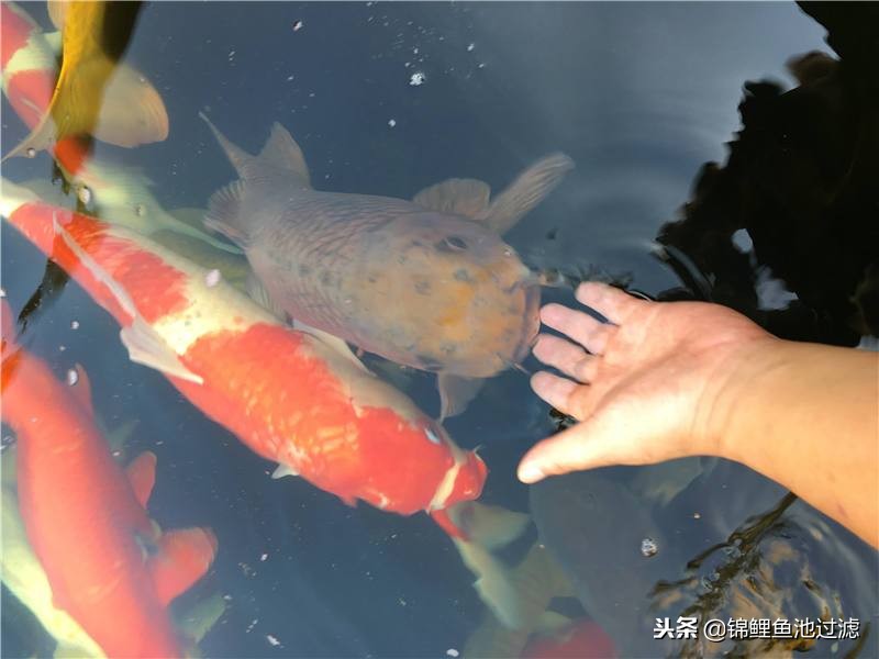 锦鲤鱼生病了身上起白霜,锦鲤鱼生病了吃什么药