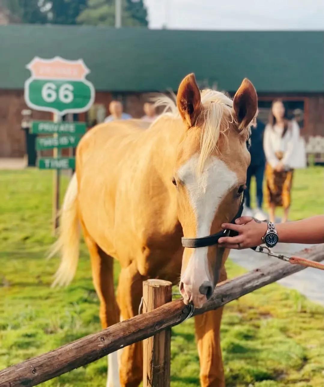 茂名黑马国际马会在施工吗,茂名黑马国际马会骑马预订