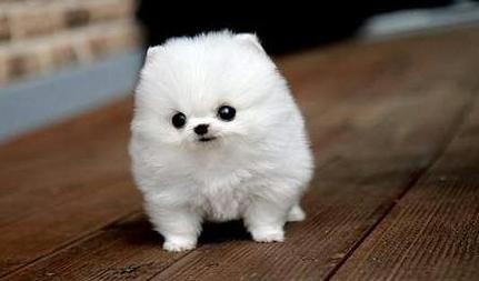 茶杯犬真的不会长大？买一只多少钱？