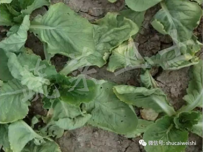 十字花科蔬菜根肿病怎么治疗,十字花科植物根肿病发生规律
