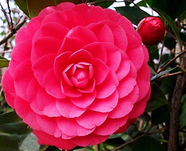 养茶花大盆好还是小盆好,如何种养茶花