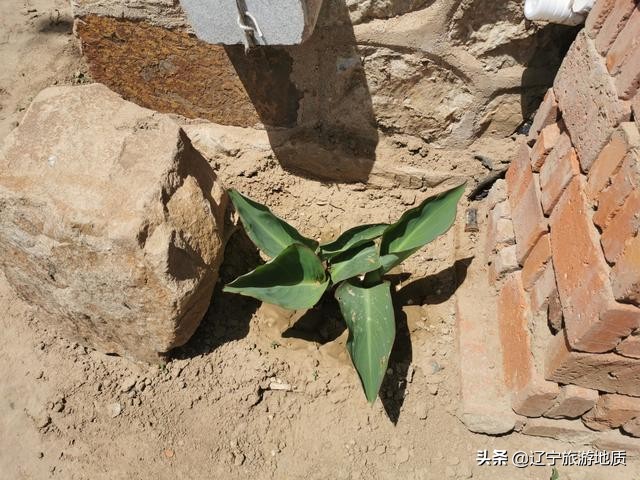 锦州96岁老人独居荒村,靠发电机生活,至今耳不聋,眼不花