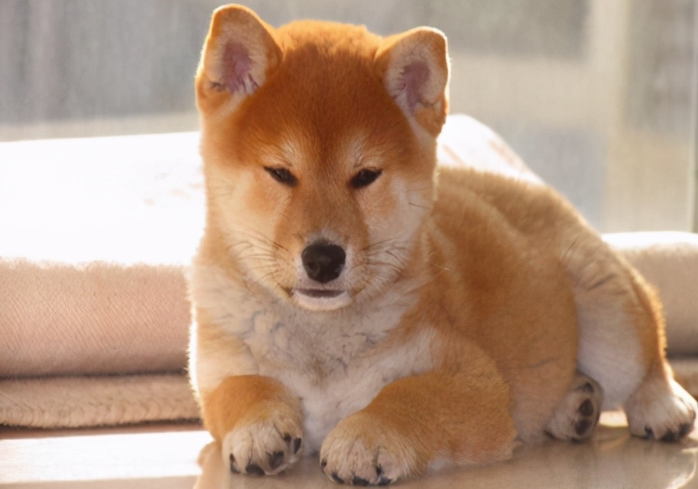 狗尿结晶尿血怎么治,狗狗尿血一天就死了是什么原因