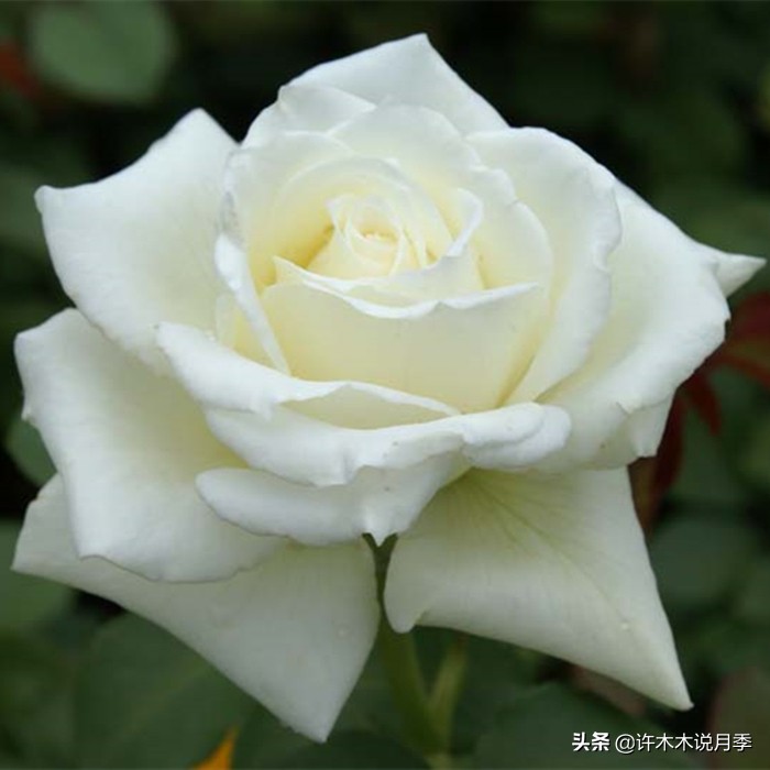 自己买玫瑰花种植,关于种植玫瑰花教程