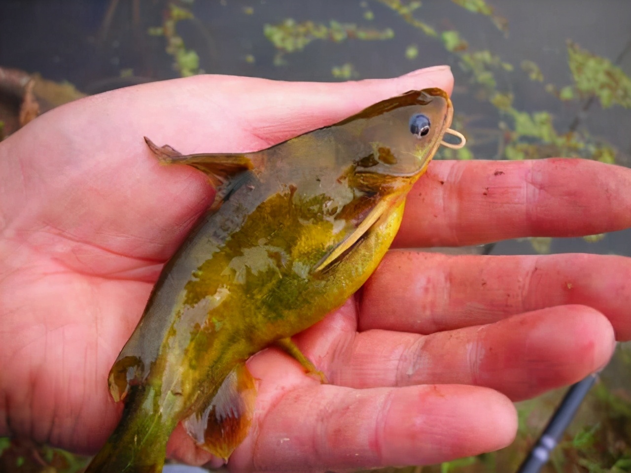 最好钓的十种鱼,最好钓的六种鱼