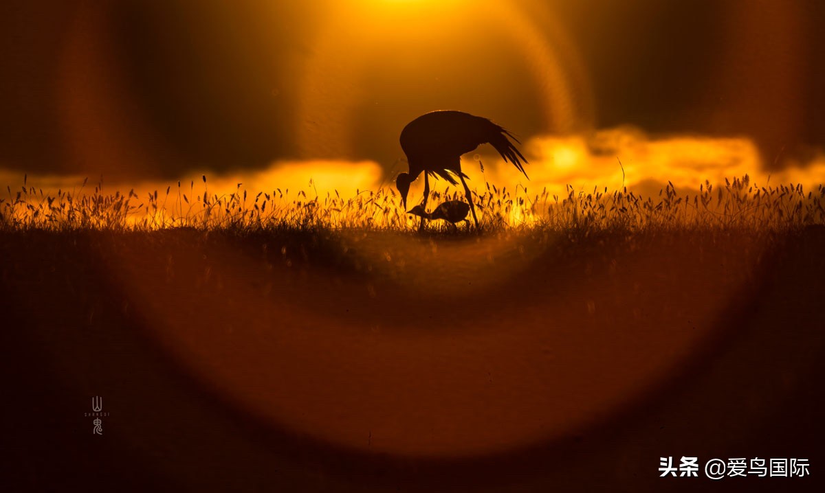 鸟类欣赏,鸟类观鸟图片