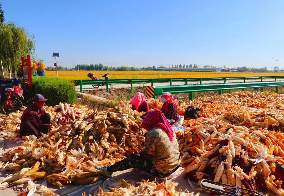 秋天银川旅游线路推荐,银川的秋天