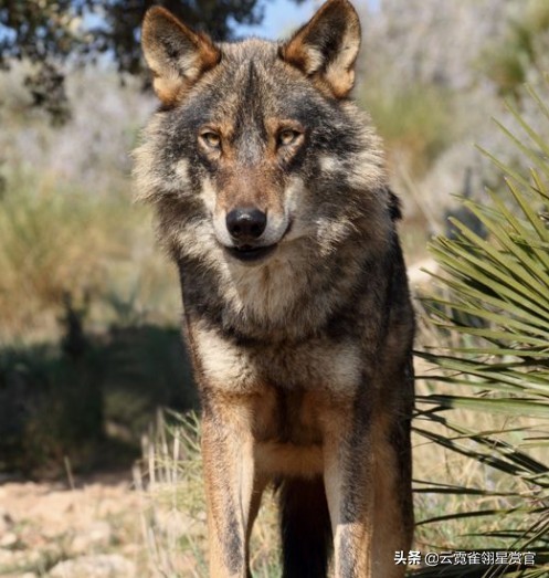 它趴在狼背上,指挥群狼,老猎户:它是狐狸与狼的后代,狼的军师