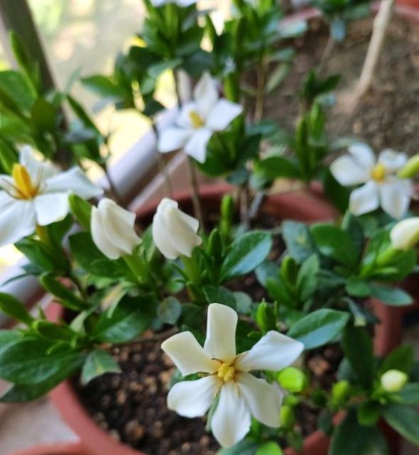 养花营养土怎么配,养花的营养土怎么配制