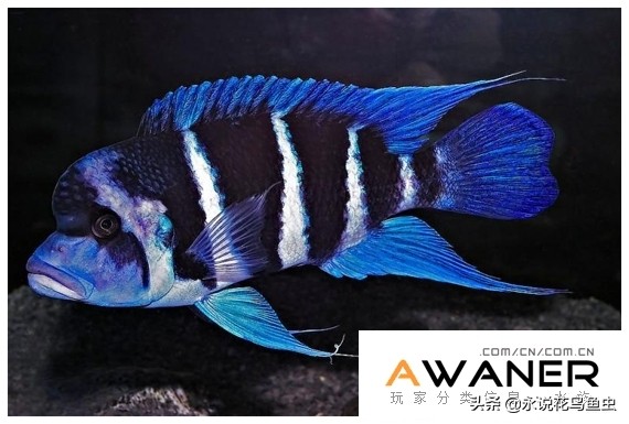 慈鲷鱼分类,慈鲷科鱼都是包括哪几种